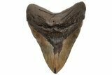 Huge, Fossil Megalodon Tooth - North Carolina #235127-1